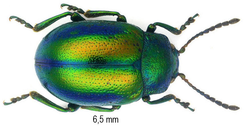 Chrysolina fastuosa (Scopoli, 1763)